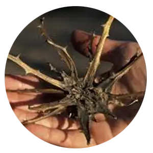 Devil&rsquo;s claw root