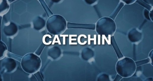 &ldquo;CATECHIN&rdquo;